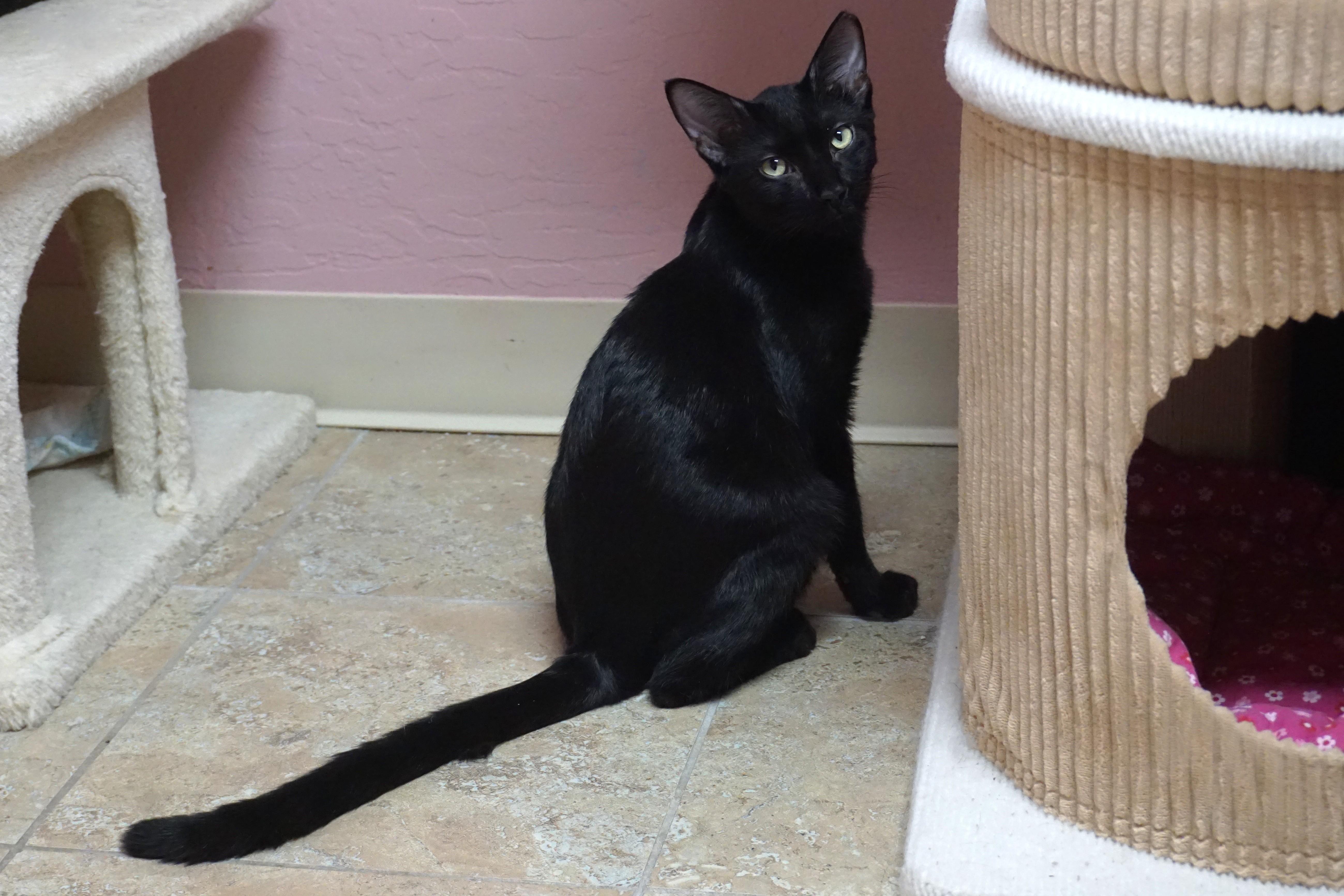 Messi Max, a Adoptable Domestic Short Hair in Fountain Hills, AZ image 4/5