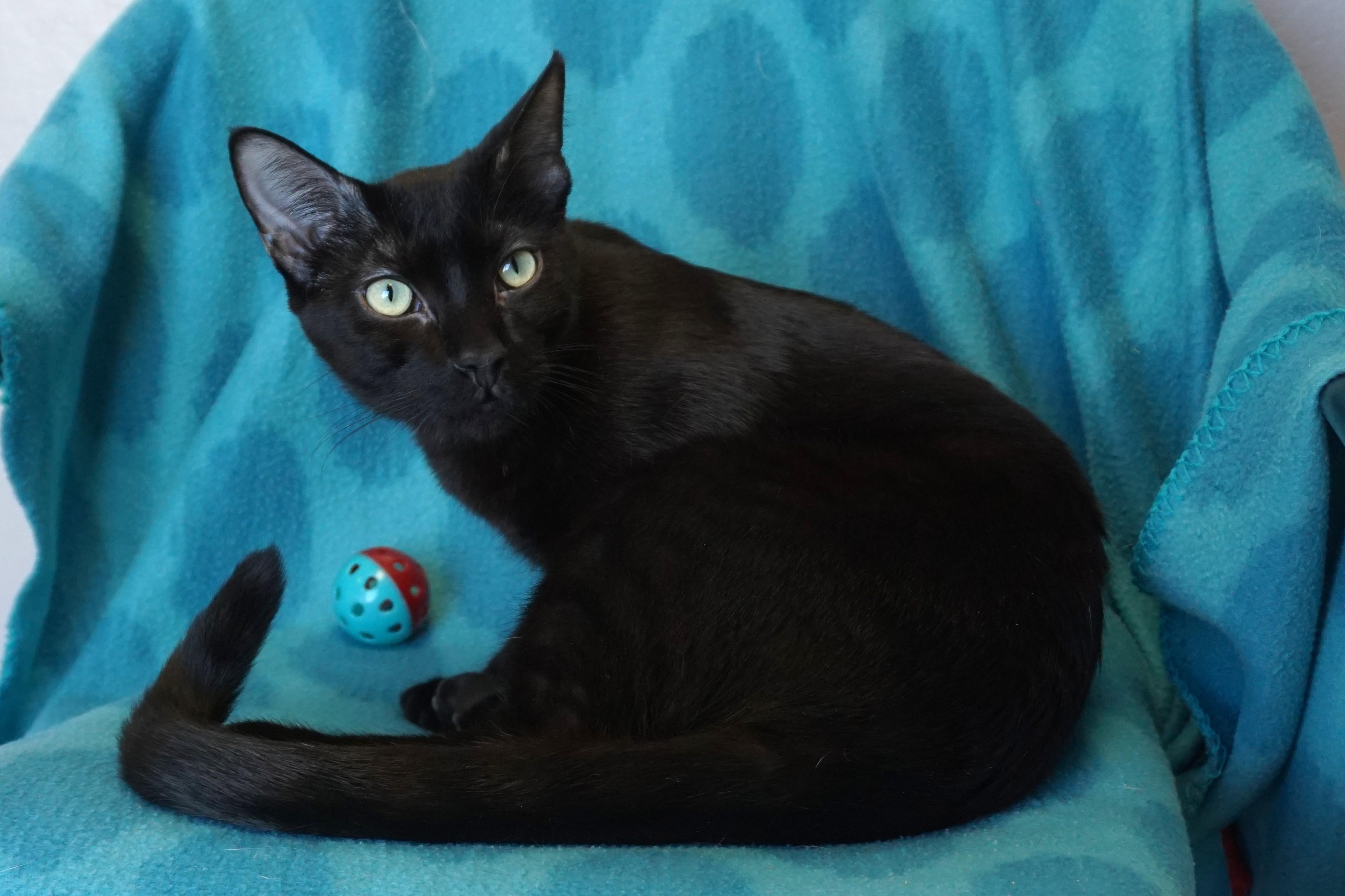Enlarge Messi Max, an adopted Domestic Short Hair in Fountain Hills, AZ image 1/6