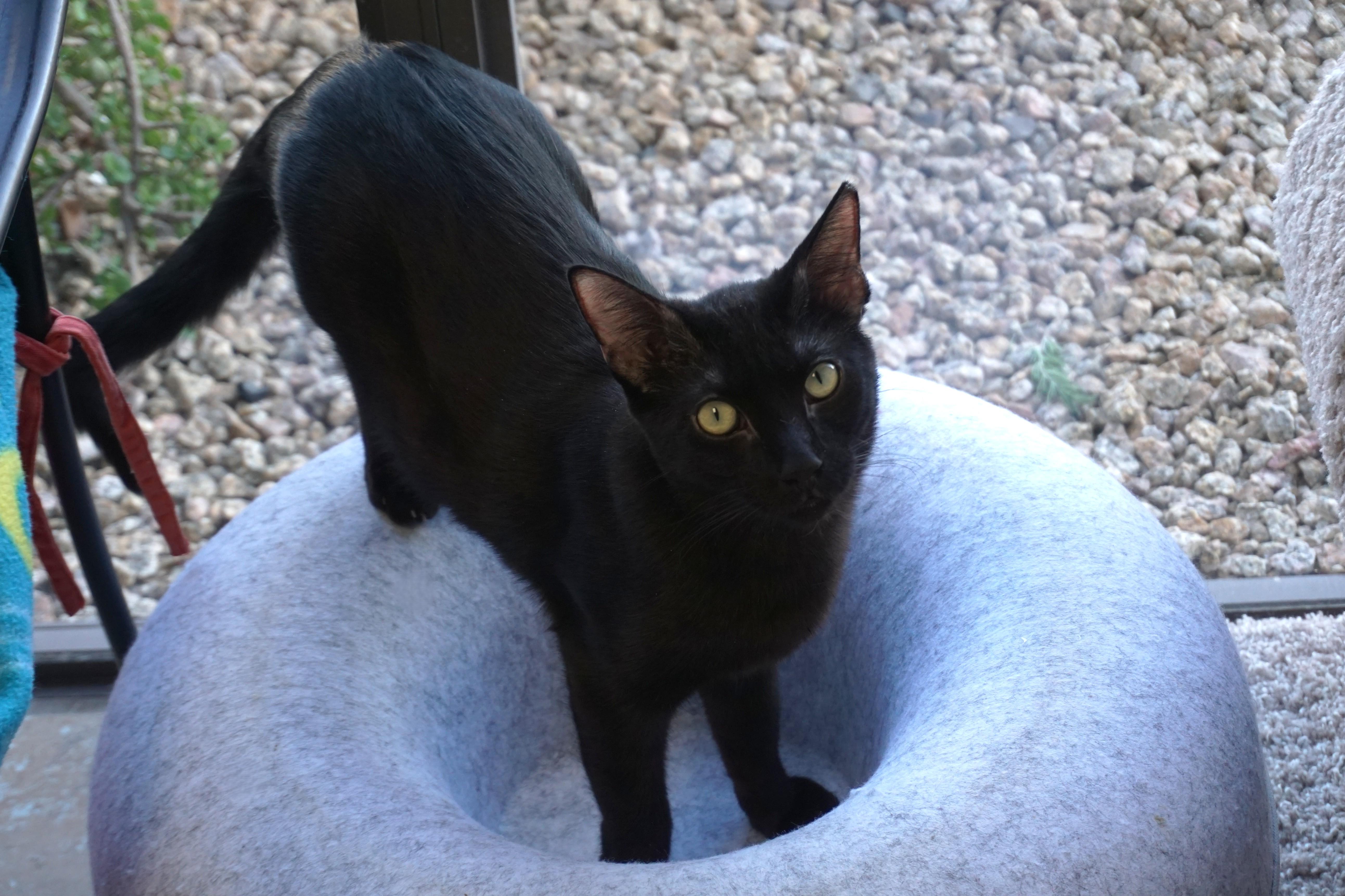 Enlarge Messi Max, a Adoptable Domestic Short Hair in Fountain Hills, AZ image 1/6