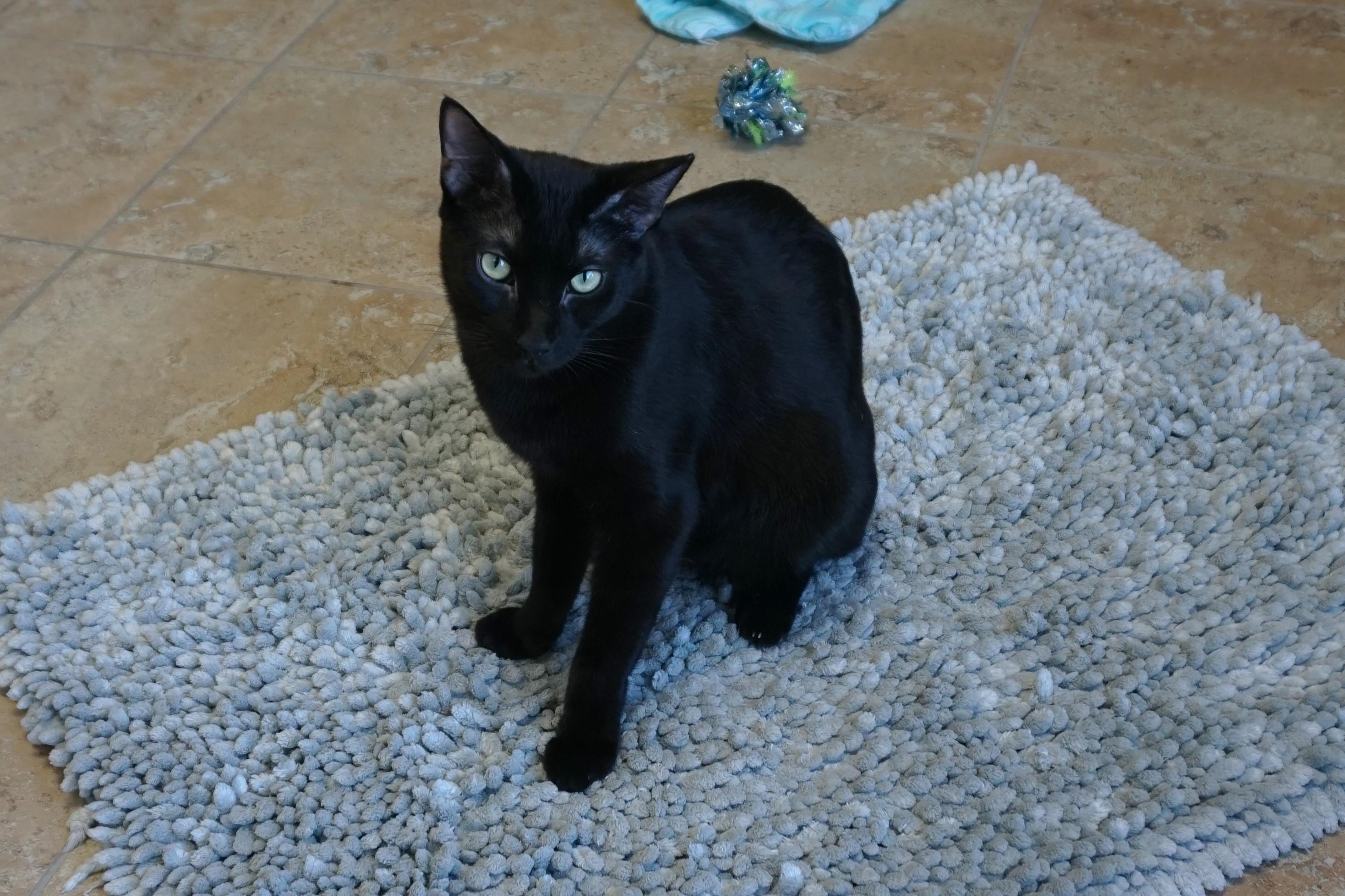 Enlarge Messi Max, a Adoptable Domestic Short Hair in Fountain Hills, AZ image 3/6