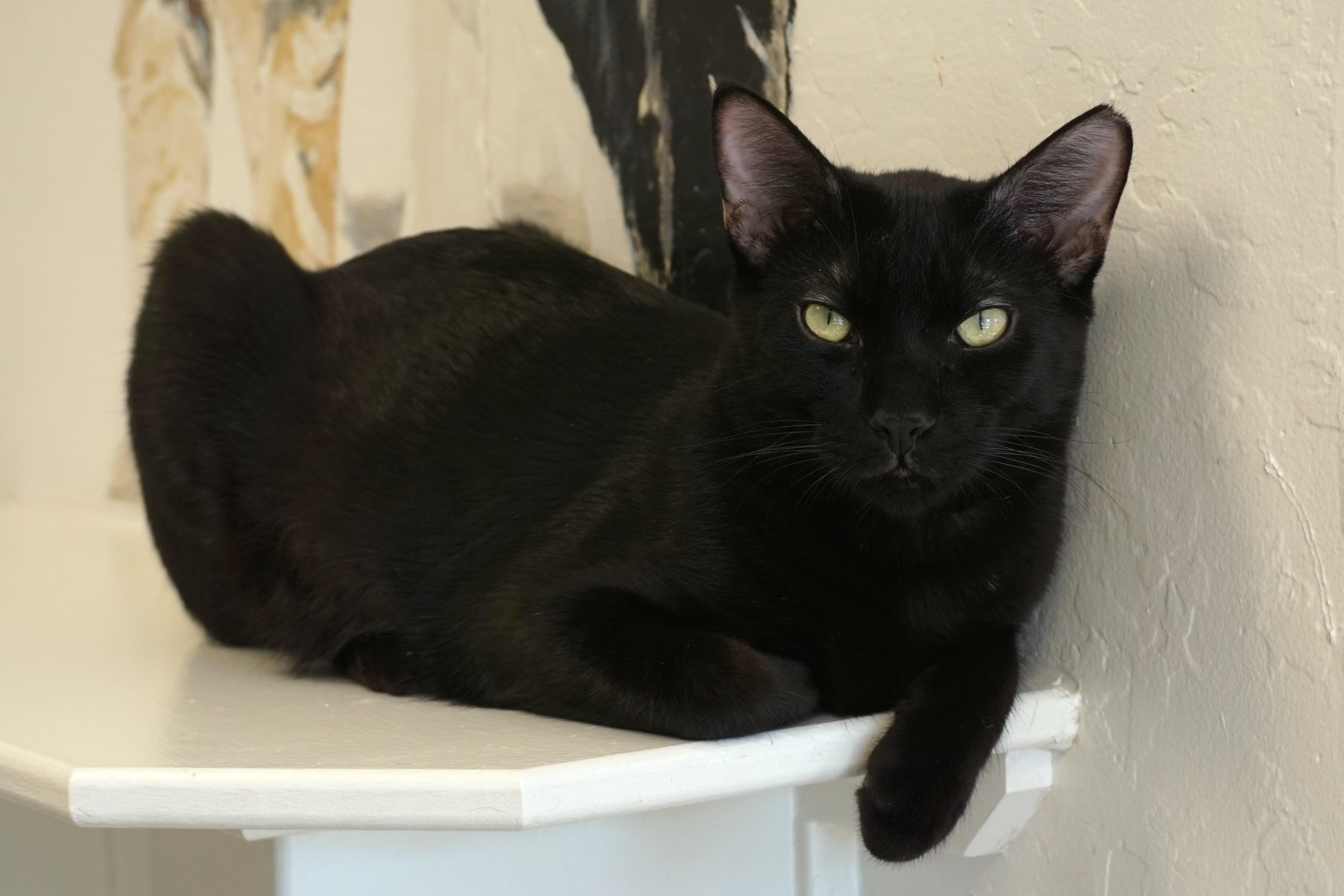 Enlarge Messi Max, a Adoptable Domestic Short Hair in Fountain Hills, AZ image 1/5