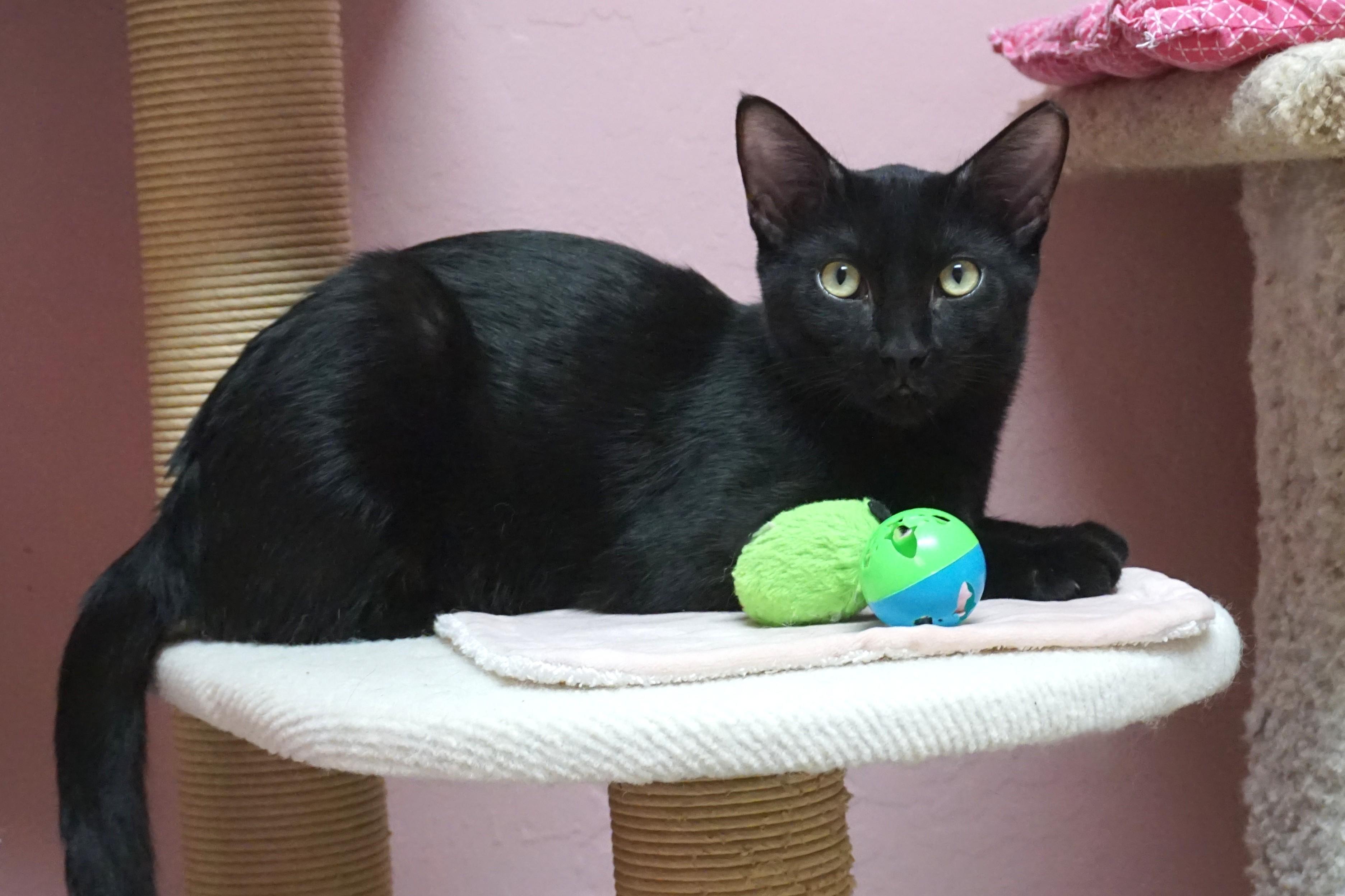 Messi Max, Adoptable, Young Male Domestic Short Hair.