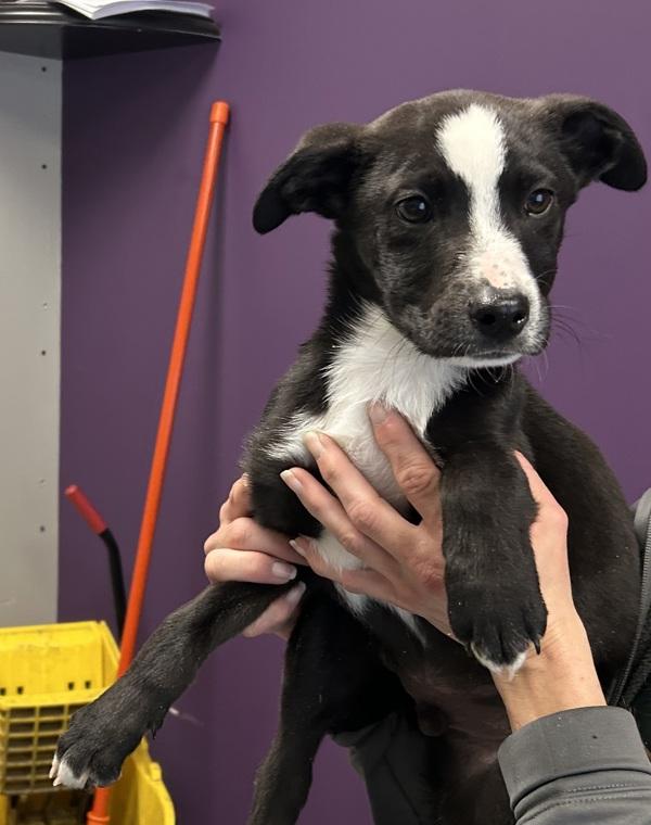 *Sherlock*, Adoptable, Puppy Male Labrador Retriever.