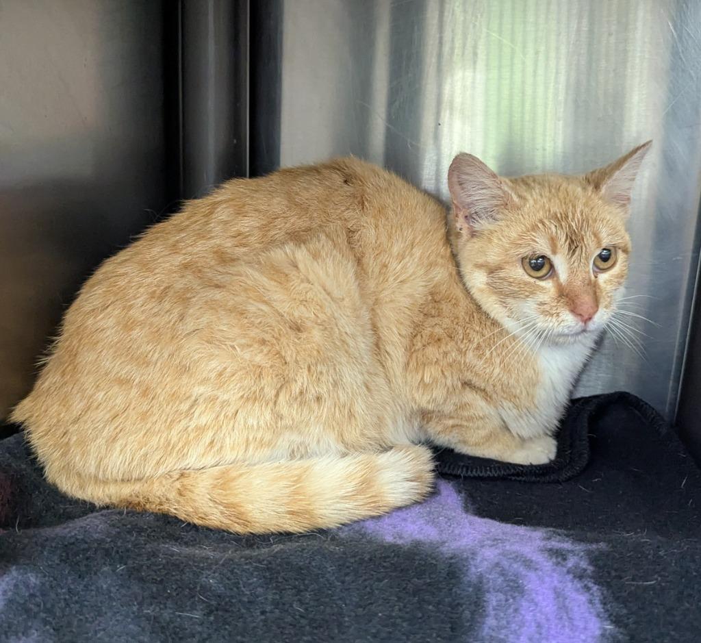 Vermont, Adoptable, Young Female Domestic Short Hair.
