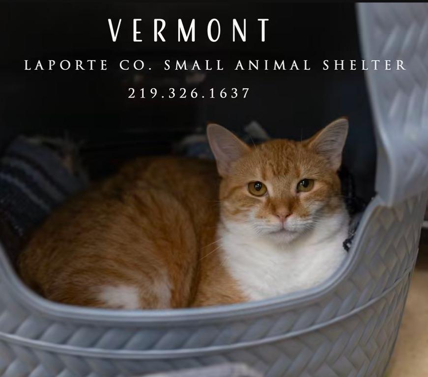 Enlarge Vermont, a Adoptable mixed breed in La Porte, IN image 2/2