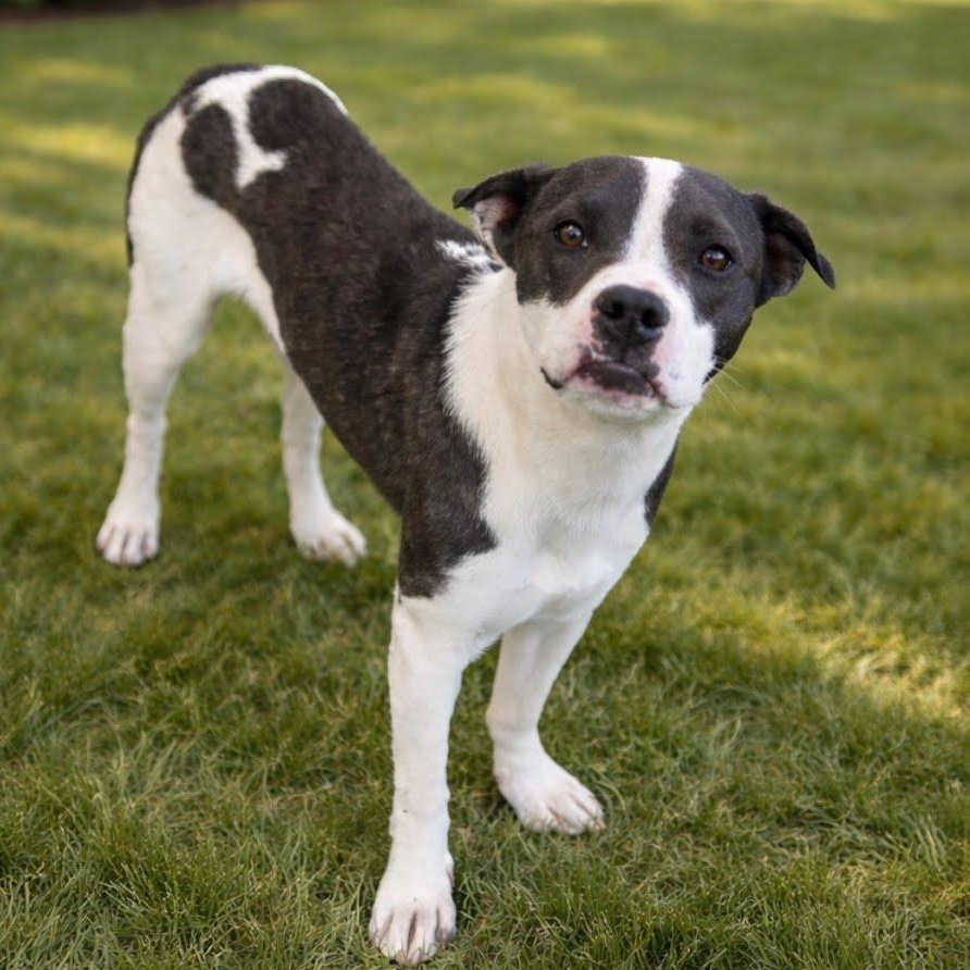 Enlarge Willow, an adopted mixed breed in Concord, NC image 2/2