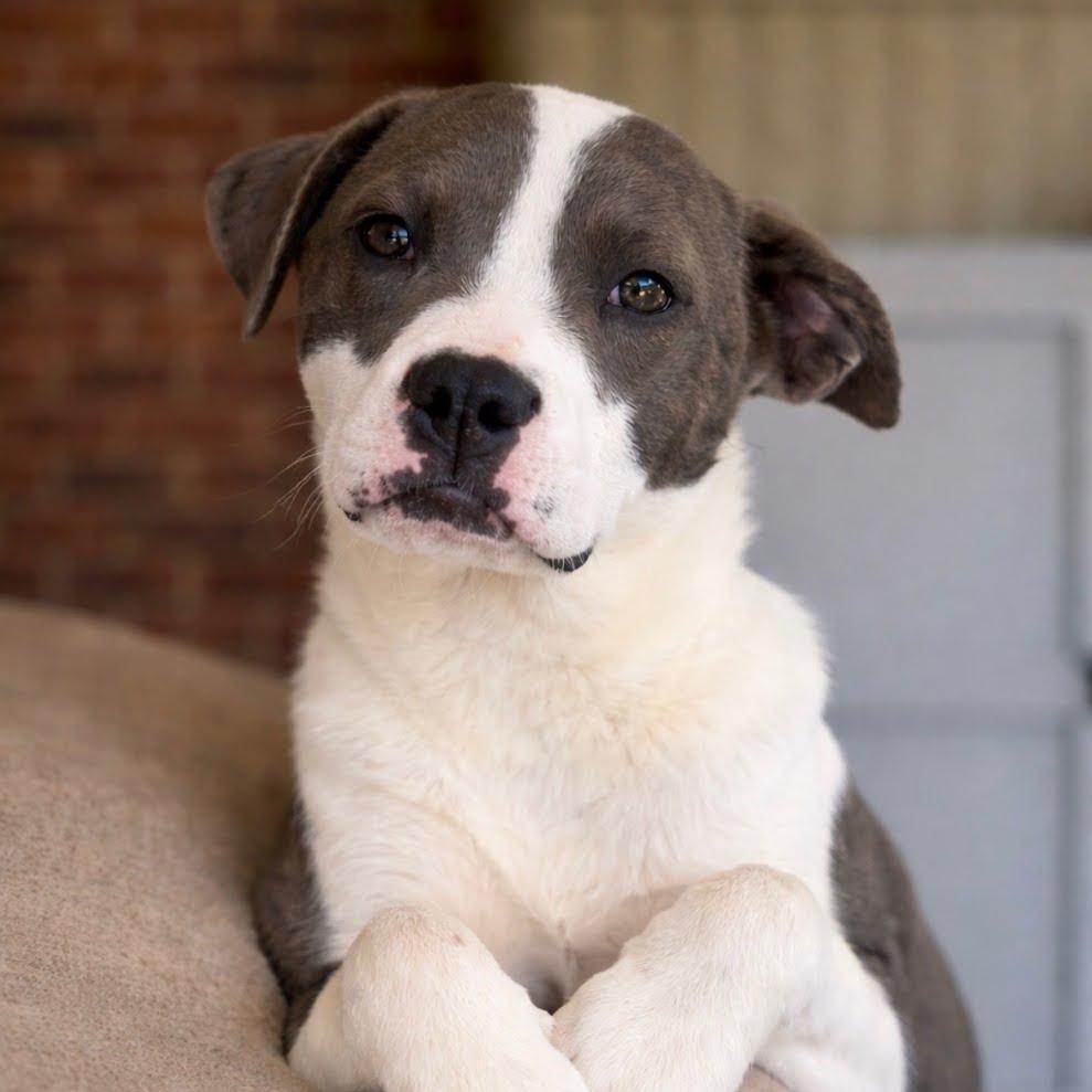 Willow, adopted, Puppy Female American Staffordshire Terrier & Boston Terrier.