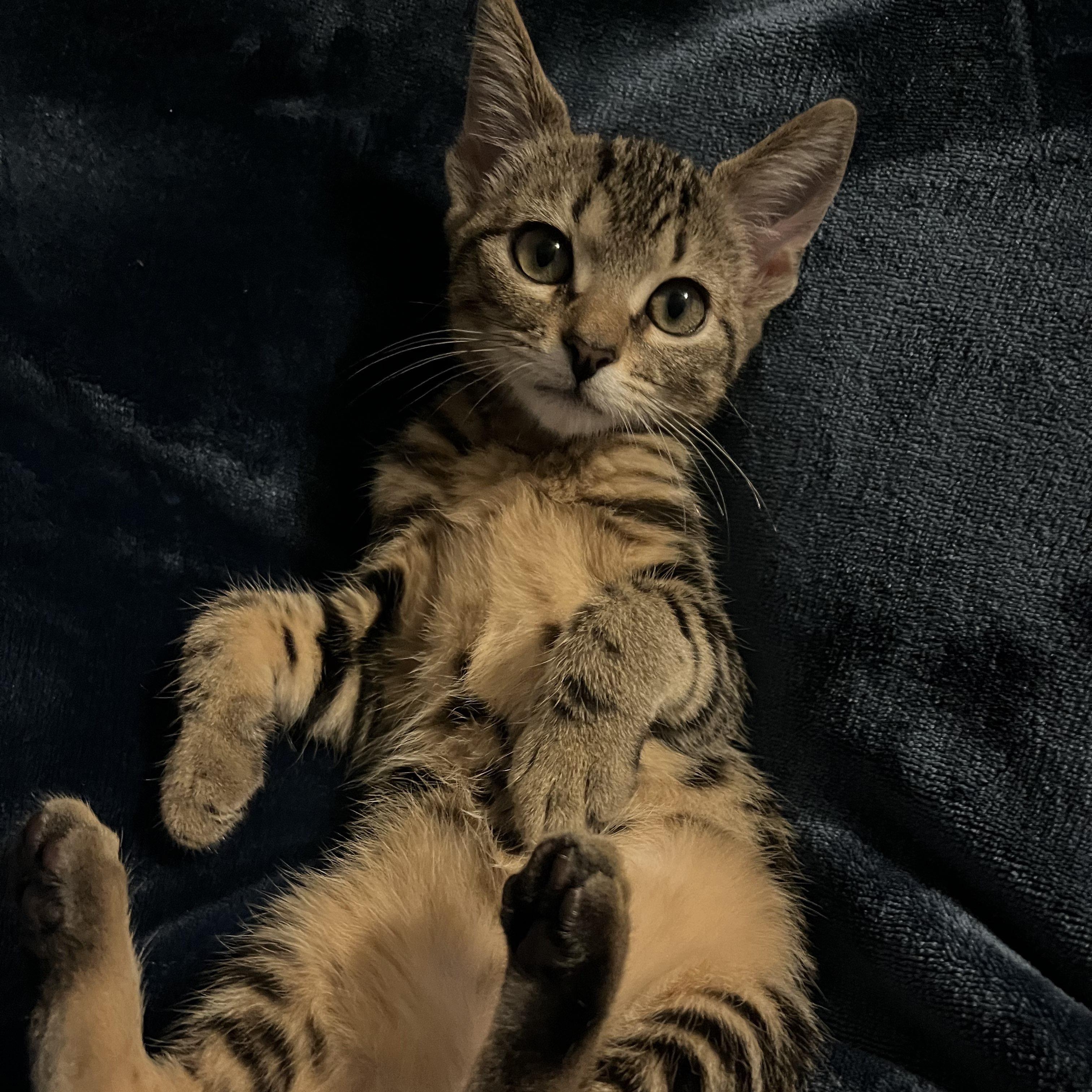 Zara, Baby Female Tabby