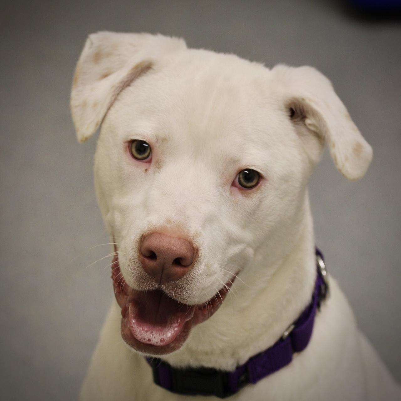 Chester, an adoptable mixed breed in Briarcliff Manor, NY image 1/3