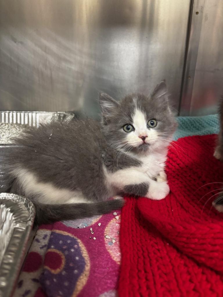 2025-09-146 *Devon*, Adopted, Kitten Male Domestic Medium Hair.