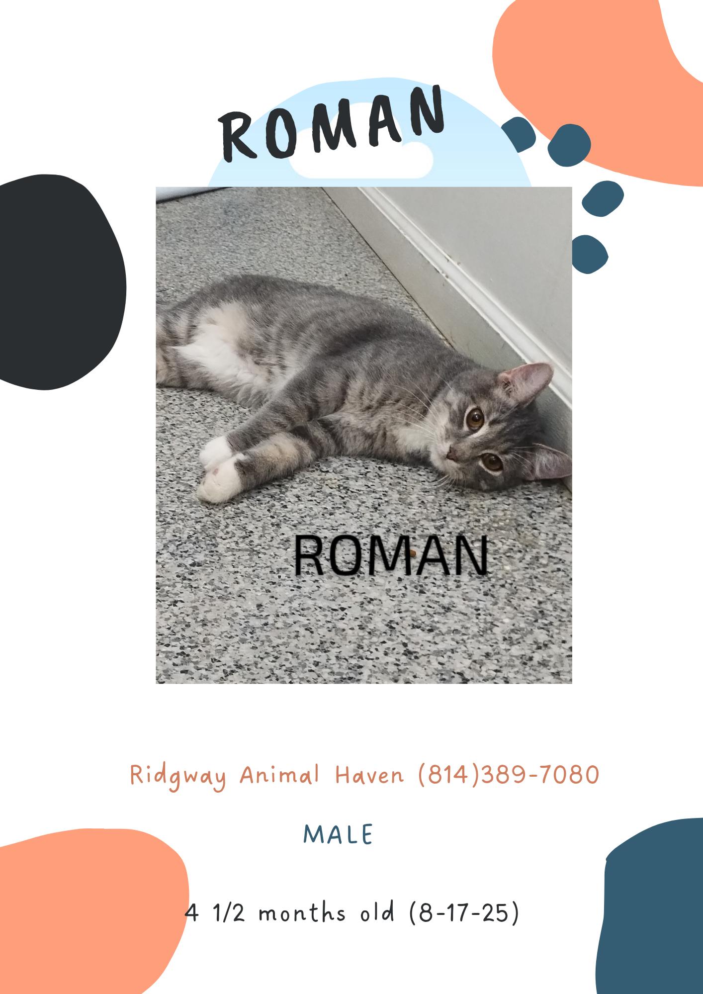 Roman, Adoptable, Adult Male American Shorthair.