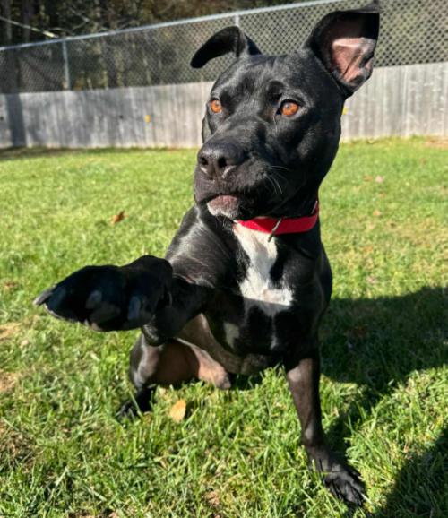 Dexter (4 Years Old), Adoptable, Adult Male Pit Bull Terrier.