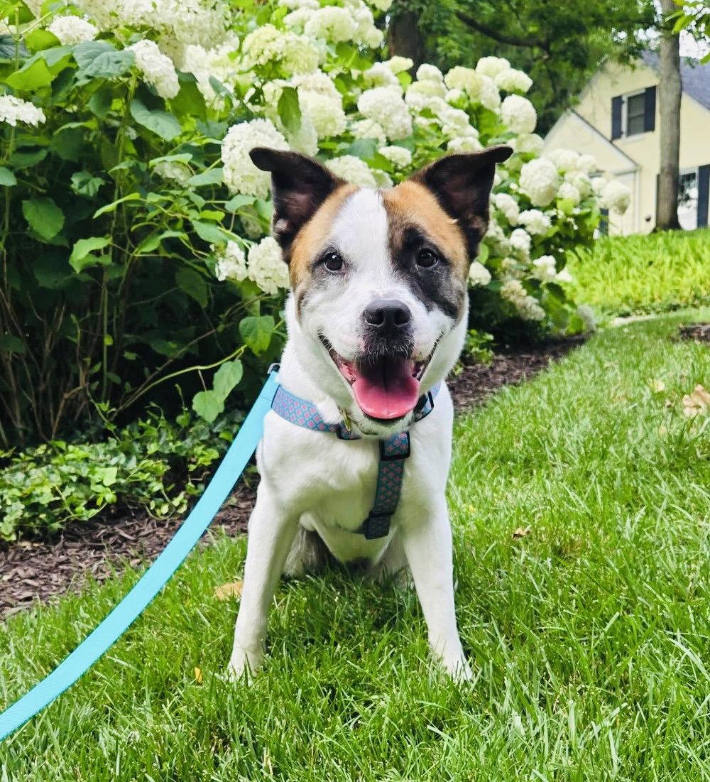 Enlarge Andie Elise, a Adoptable Terrier in Germantown, OH image 2/3