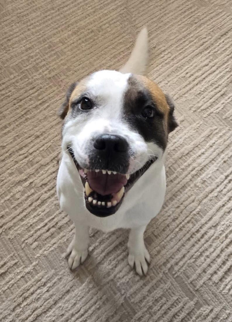 Enlarge Andie Elise, a Adoptable Terrier in Germantown, OH image 3/3