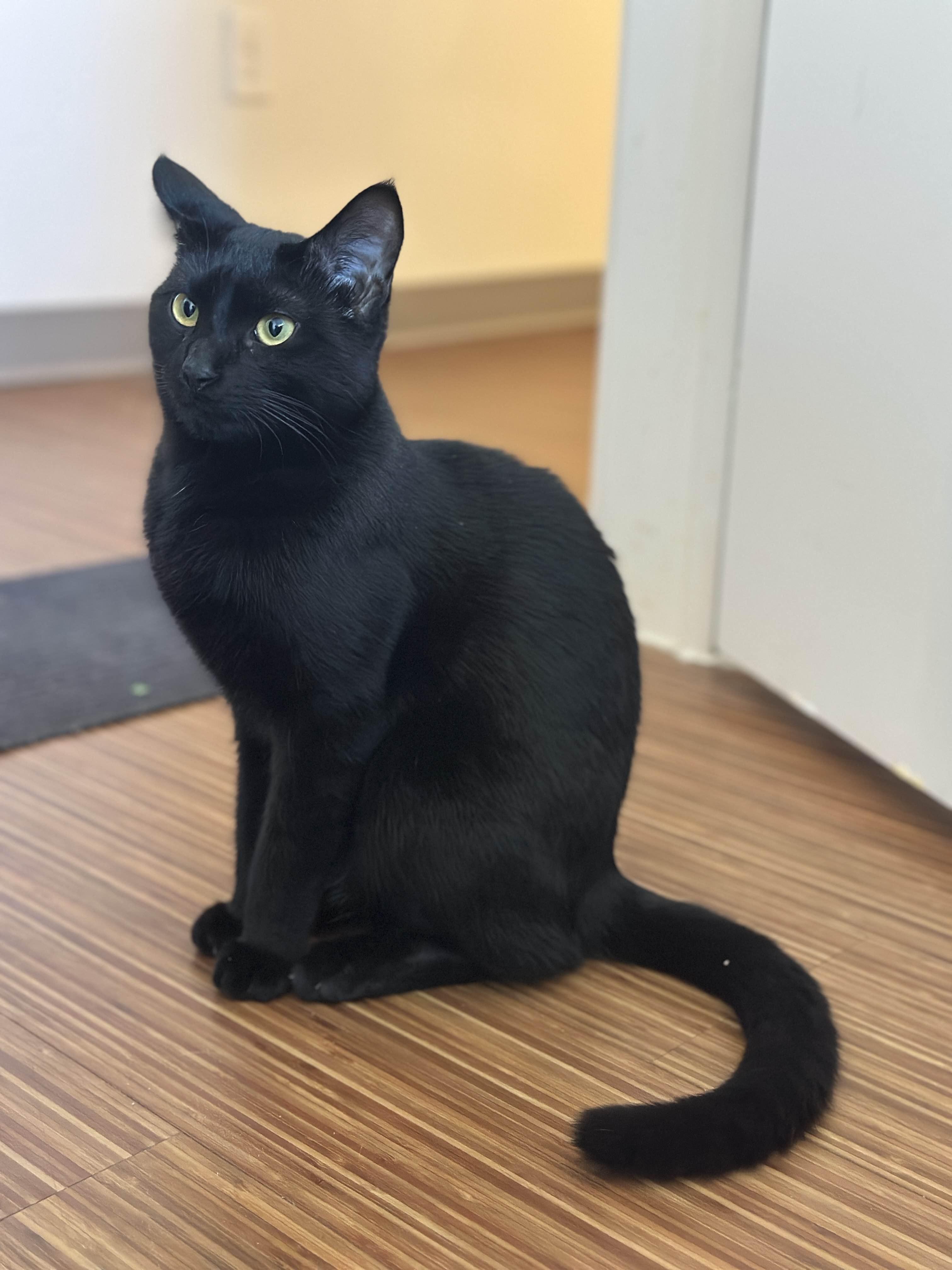 Magnus, Adoptable, Adult Male Domestic Short Hair.