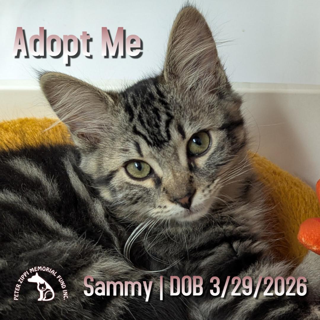 Sammy, an adopted mixed breed in Hermosa Beach, CA image 1/6