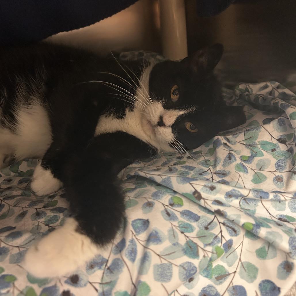 Gnocchi, Adoptable, Young Female Domestic Short Hair.