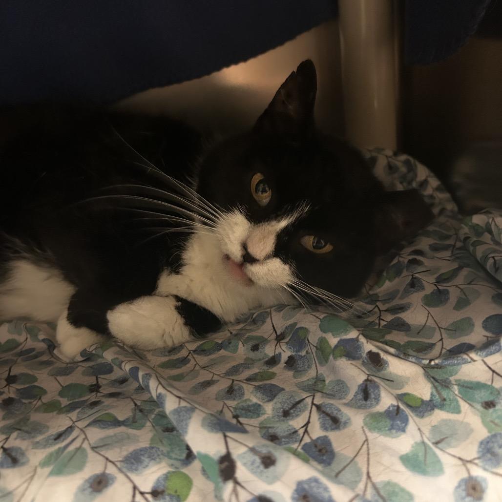 Gnocchi, a Adoptable Domestic Short Hair in Charlottesville, VA image 2/6