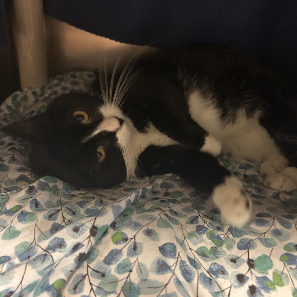 Gnocchi, a Adoptable Domestic Short Hair in Charlottesville, VA image 3/6