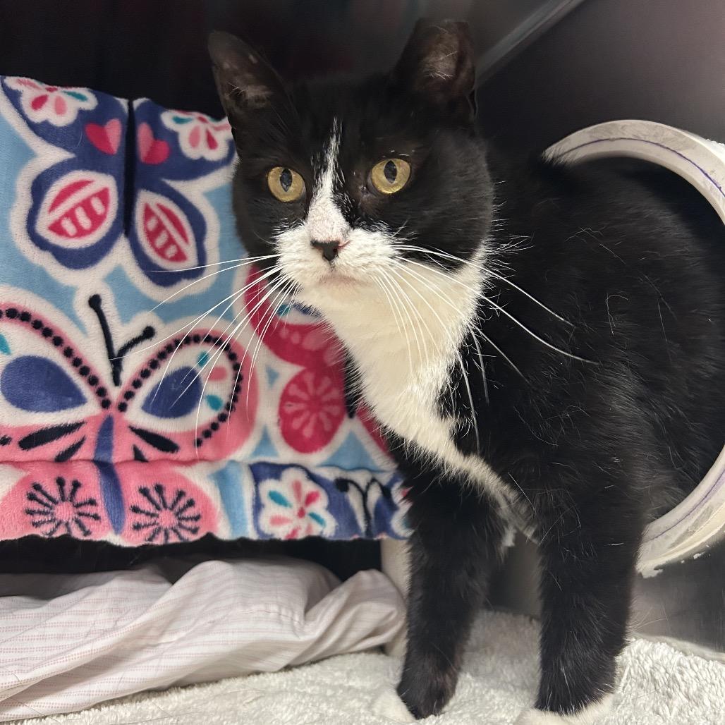 Gnocchi, a Adoptable Domestic Short Hair in Charlottesville, VA image 4/6