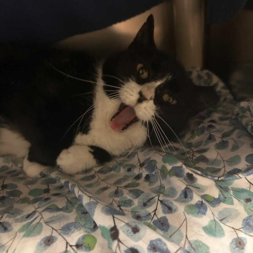 Gnocchi, a Adoptable Domestic Short Hair in Charlottesville, VA image 5/6