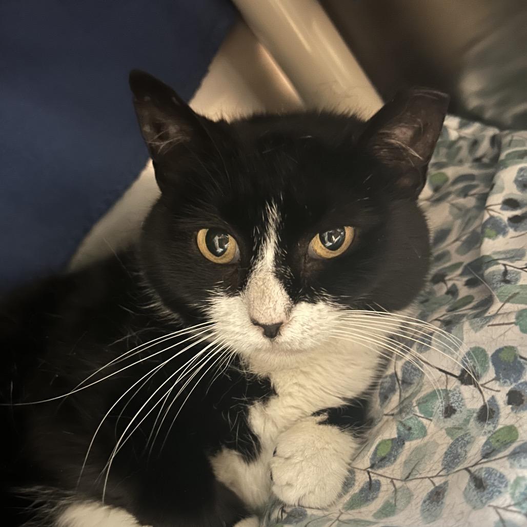 Gnocchi, a Adoptable Domestic Short Hair in Charlottesville, VA image 6/6