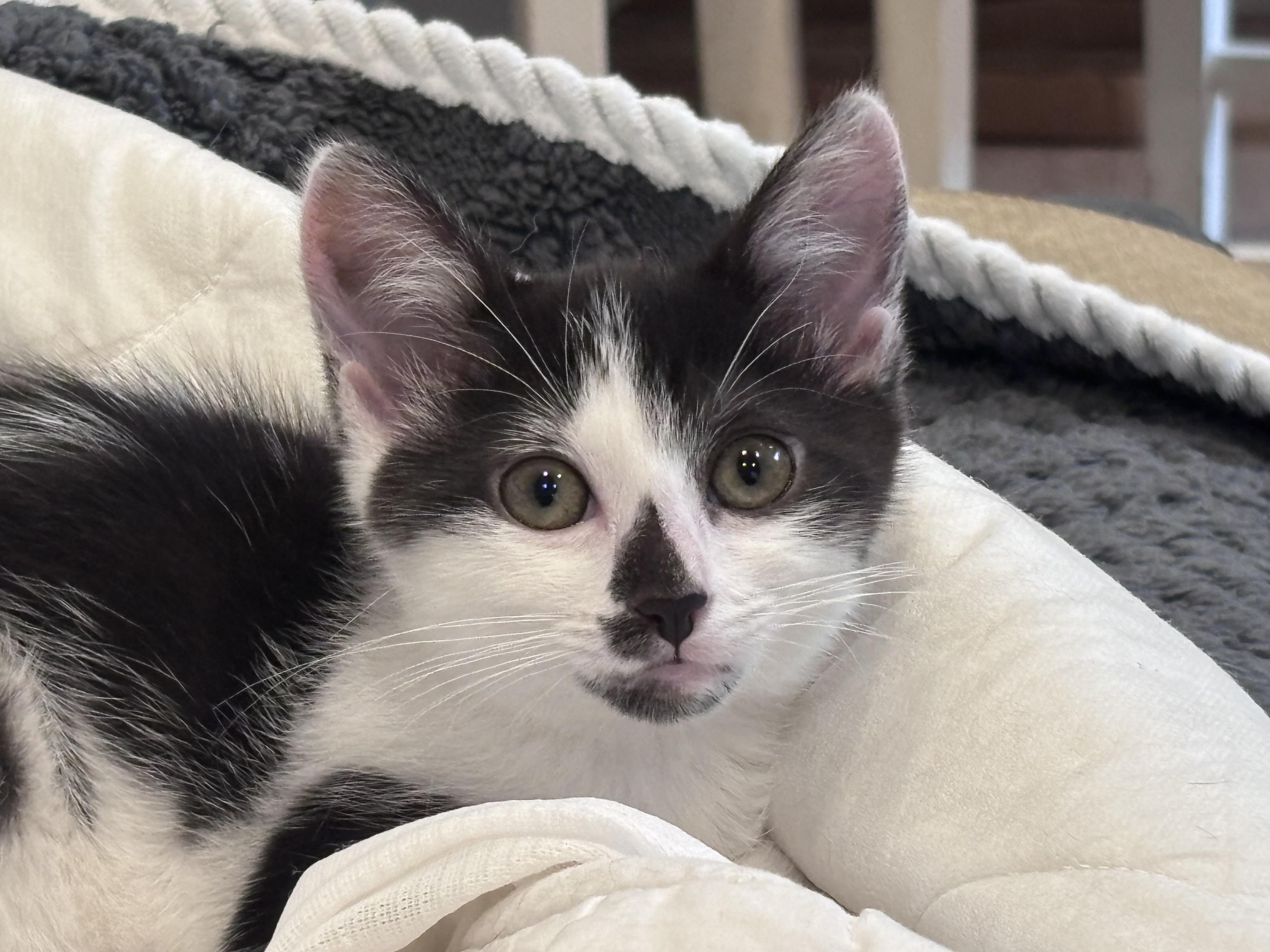 The Niners - Montana, ADOPTABLE, Kitten Female Domestic Short Hair.