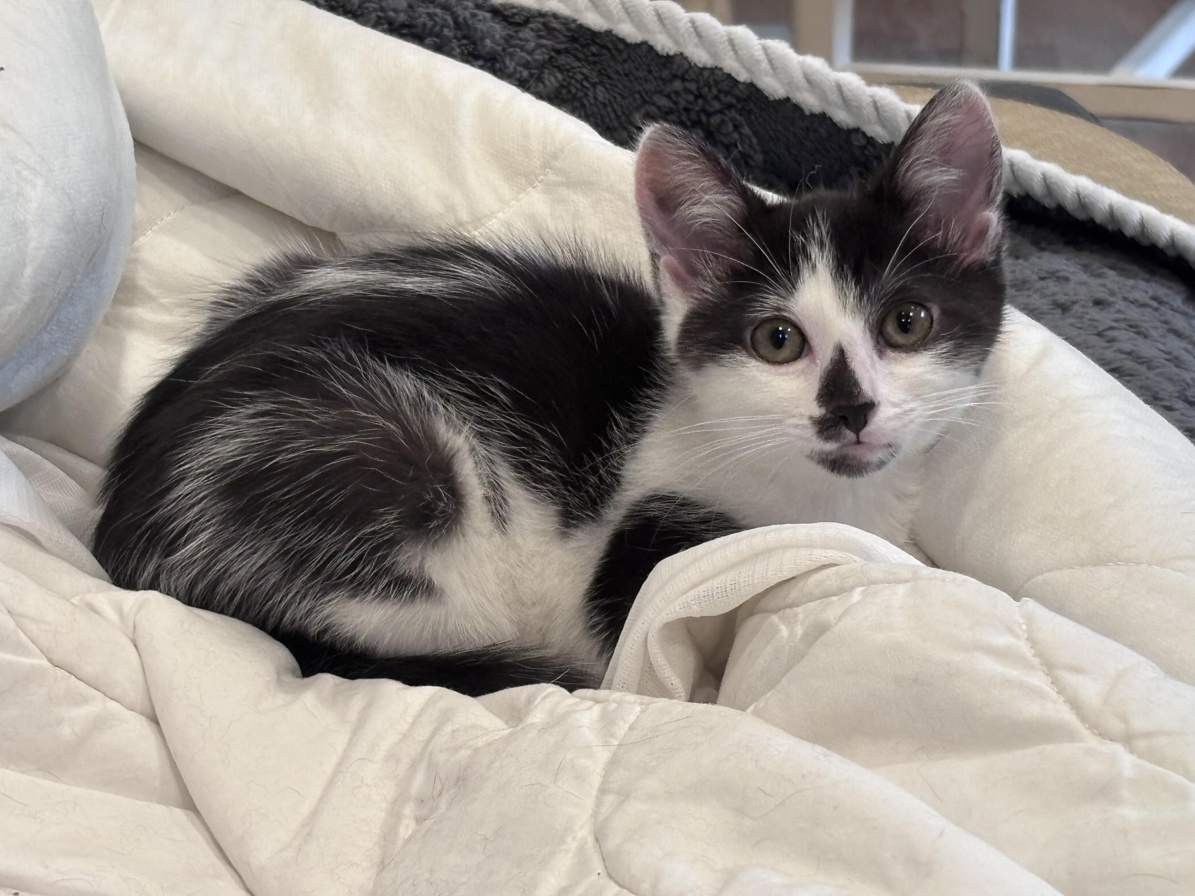 The Niners - Montana, a ADOPTABLE Domestic Short Hair in Leesburg, VA image 2/2