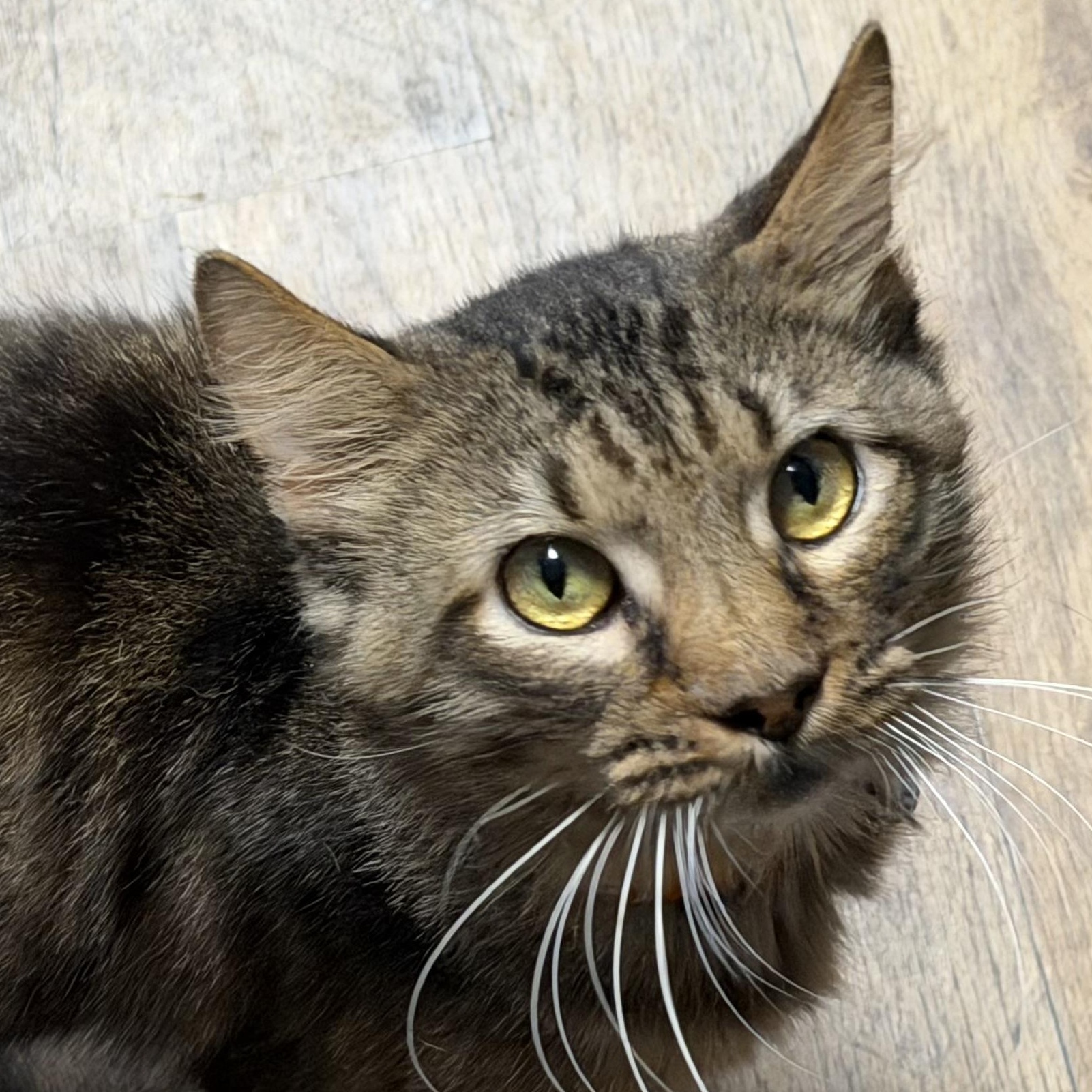 Memphis, Adoptable, Adult Male Domestic Medium Hair.