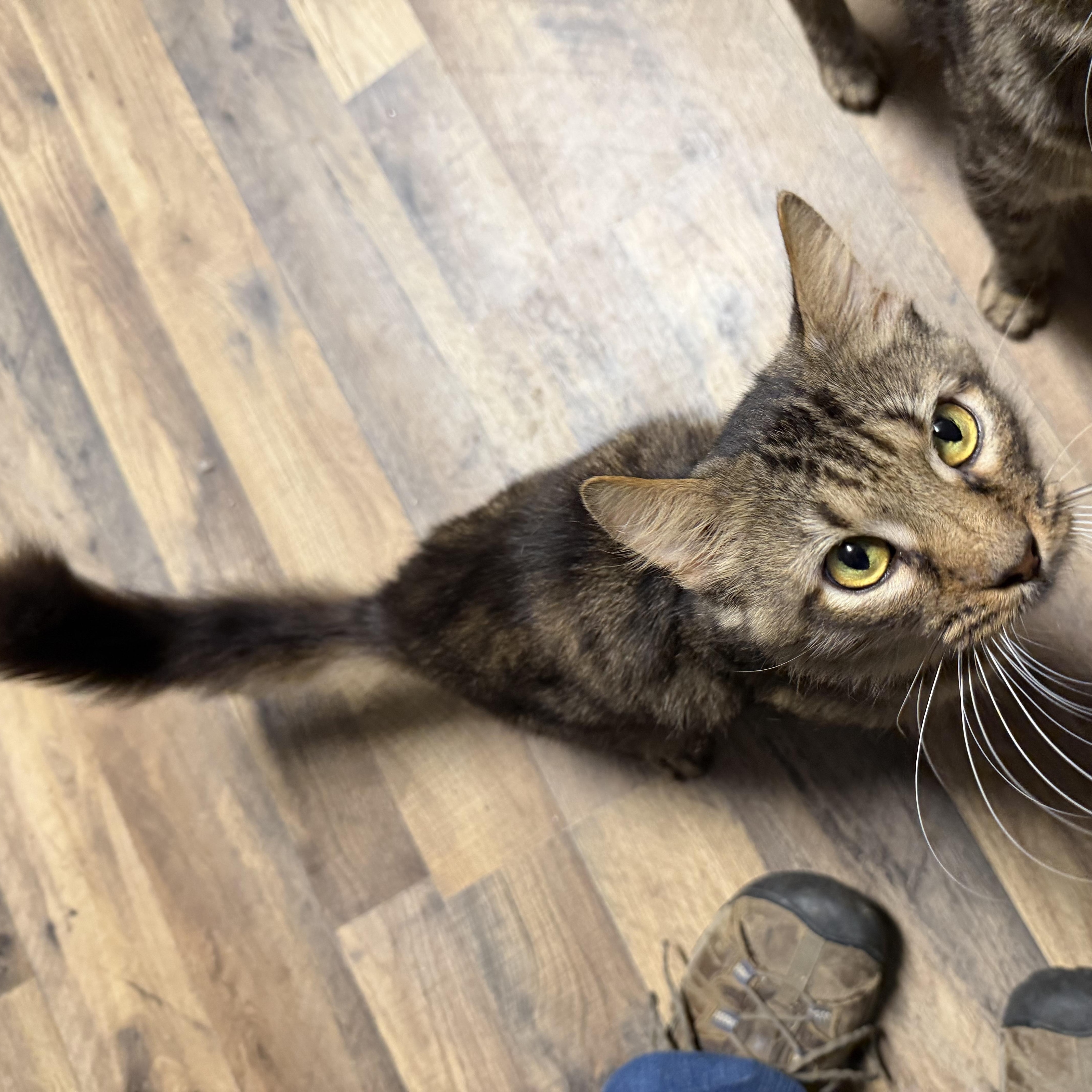 Enlarge Memphis, a Adoptable Domestic Medium Hair in Pottsville, PA image 2/3
