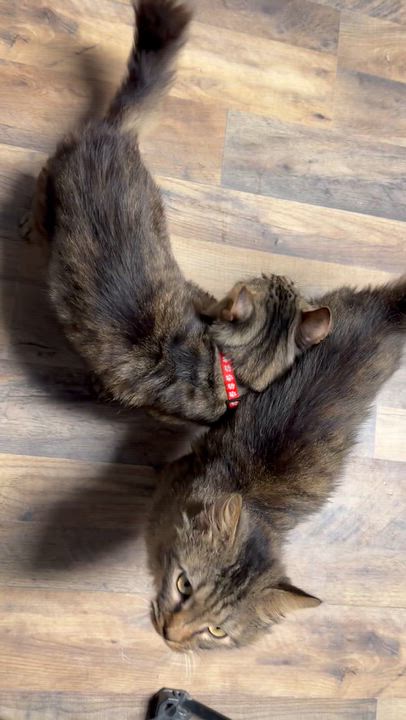 Enlarge Memphis, a Adoptable Domestic Medium Hair in Pottsville, PA video 3/3