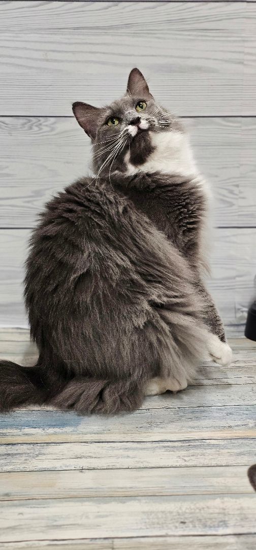 Fancy, Adopted, Young Female Domestic Long Hair.