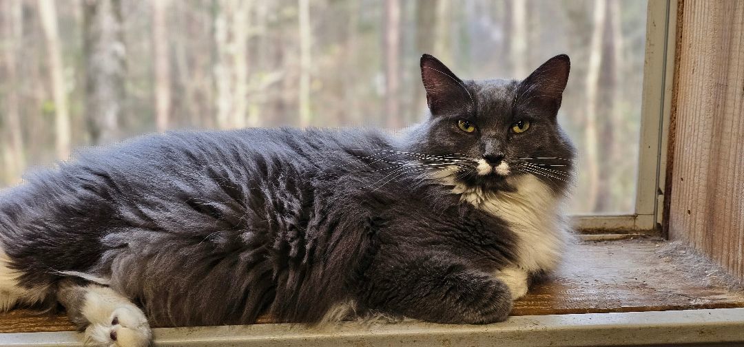 Enlarge Fancy, a Adopted mixed breed in johnston, RI image 2/6