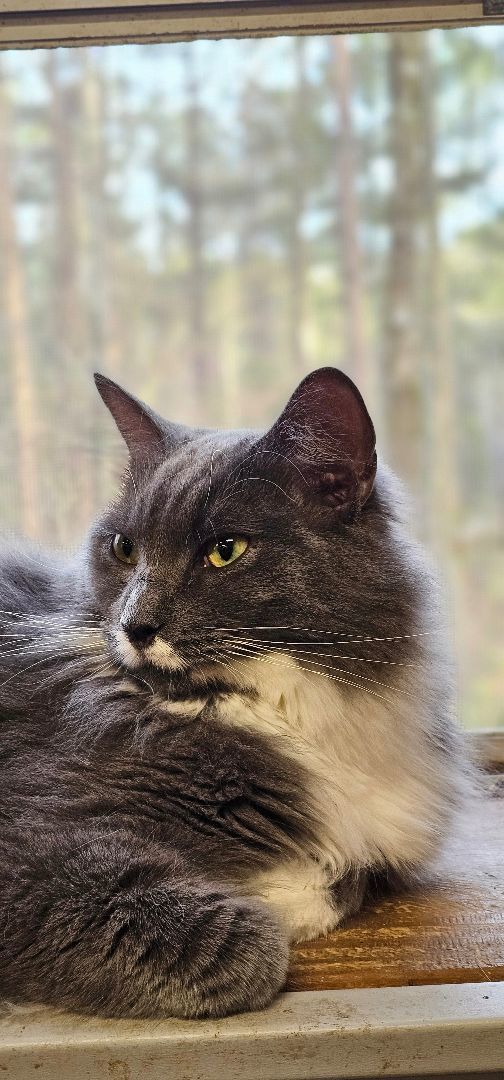 Enlarge Fancy, a Adopted mixed breed in johnston, RI image 3/6