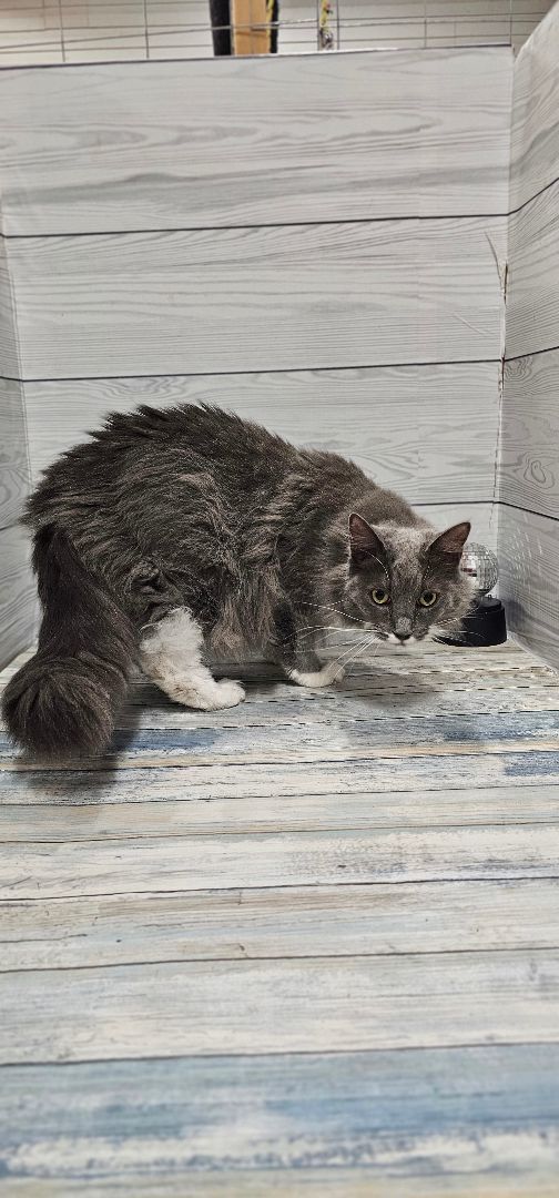 Enlarge Fancy, a Adopted mixed breed in johnston, RI image 4/6