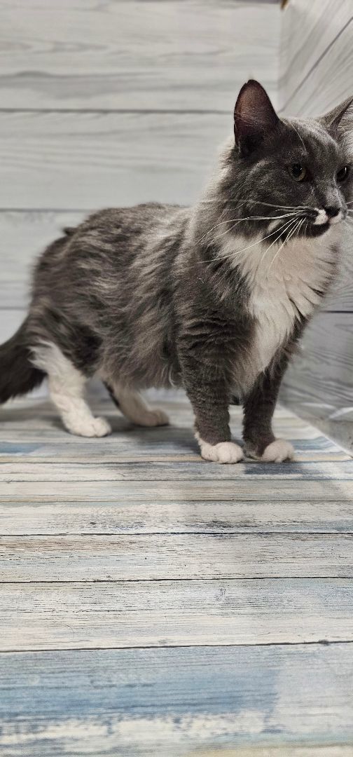 Enlarge Fancy, a Adopted mixed breed in johnston, RI image 5/6