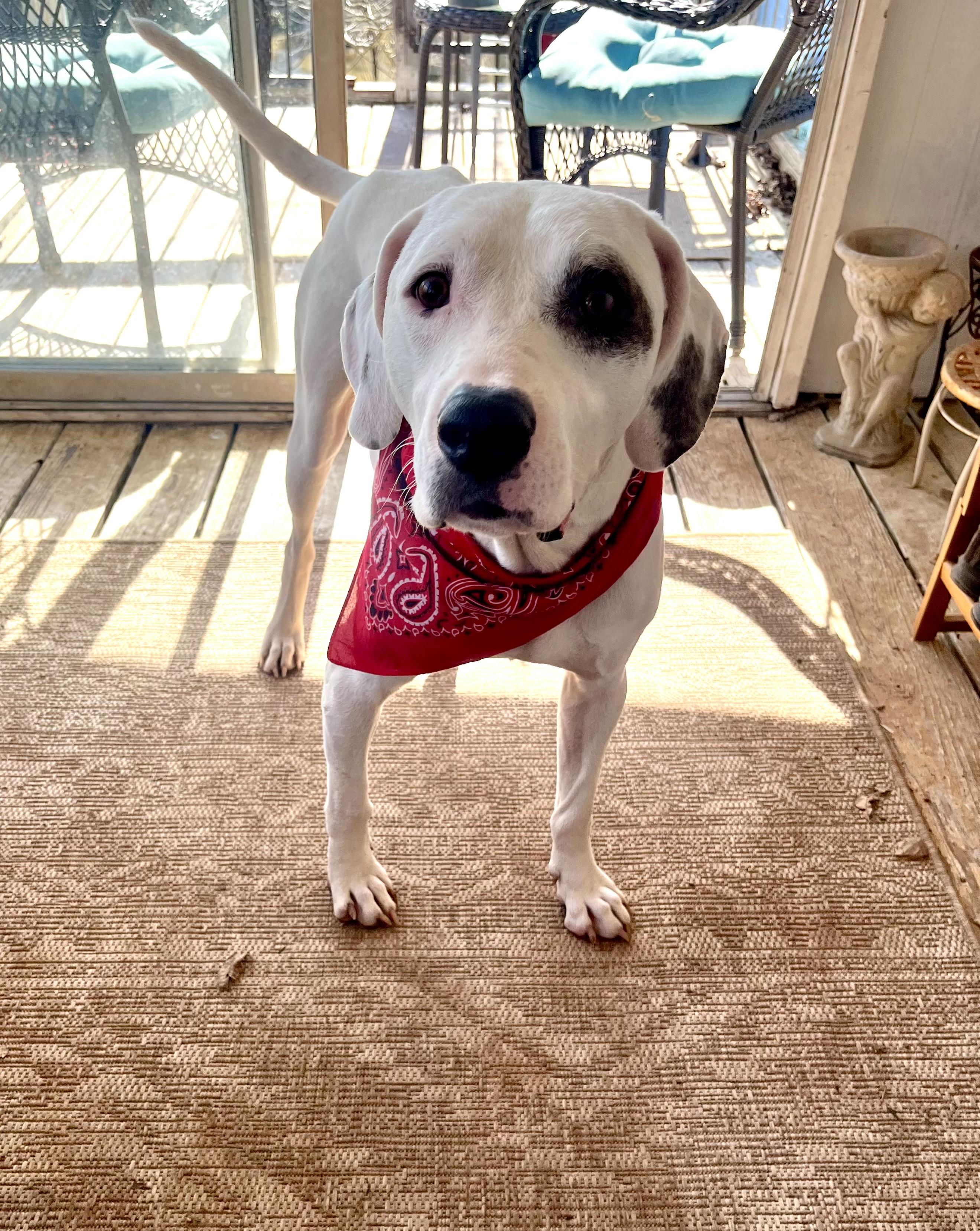 Enlarge Spanky, a Adoptable mixed breed in COVINGTON, WA image 4/6