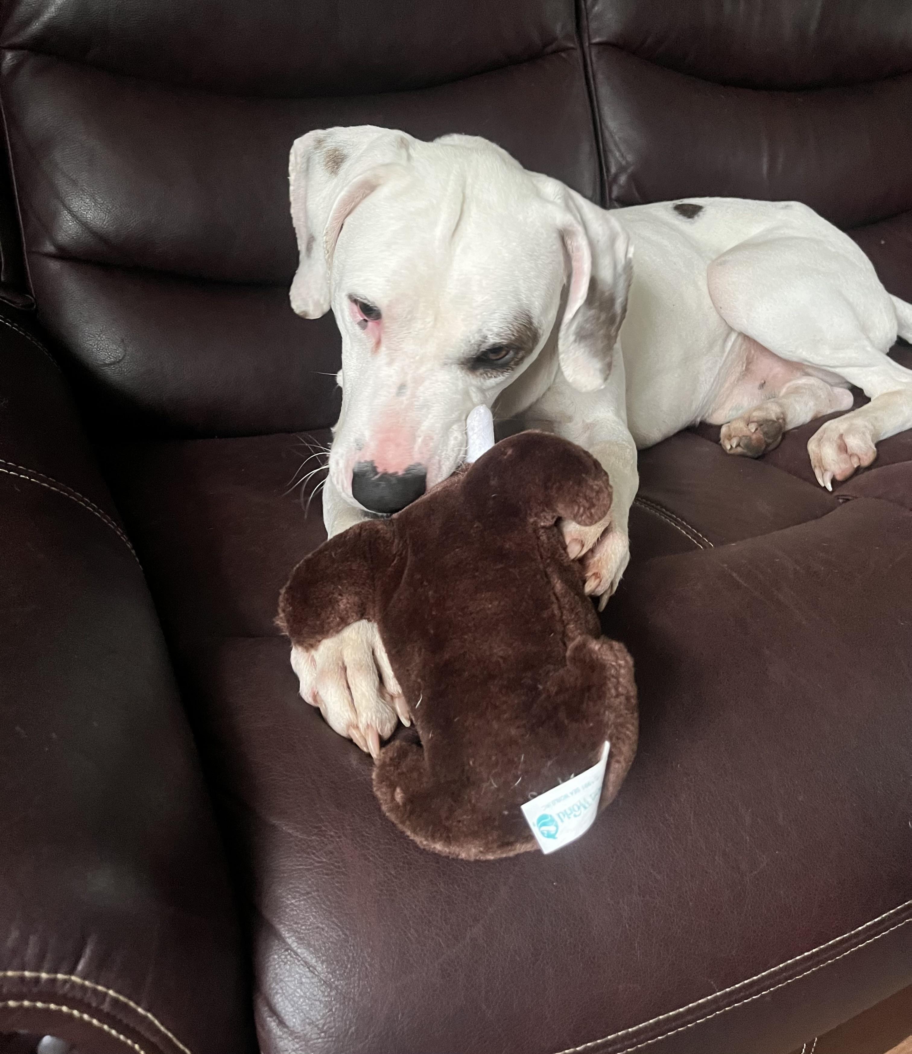 Enlarge Spanky, a Adoptable mixed breed in COVINGTON, WA image 5/6