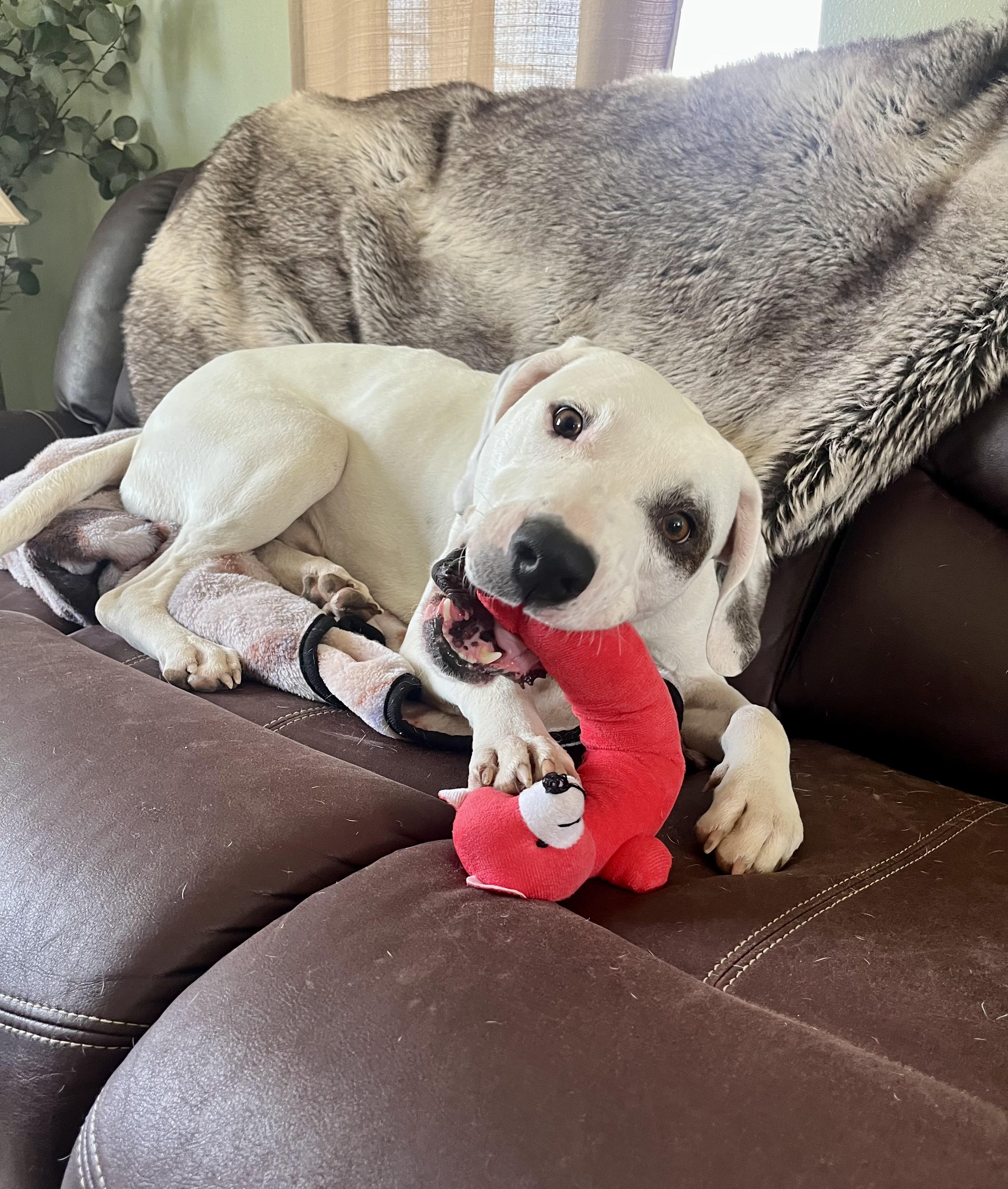 Enlarge Spanky, a Adoptable mixed breed in COVINGTON, WA image 3/6
