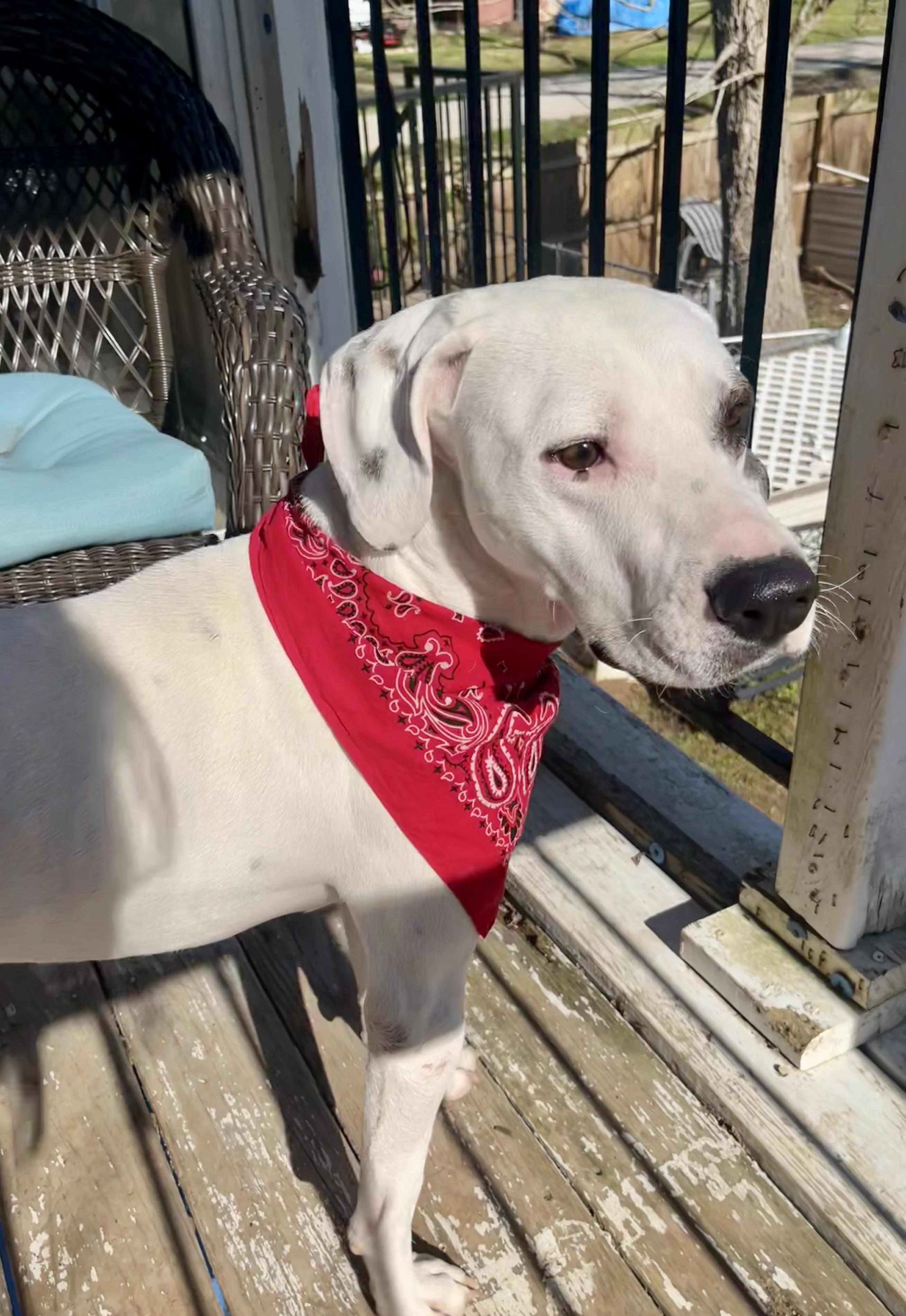 Spanky, Adoptable, Young Male Pointer & Black and Tan Coonhound.