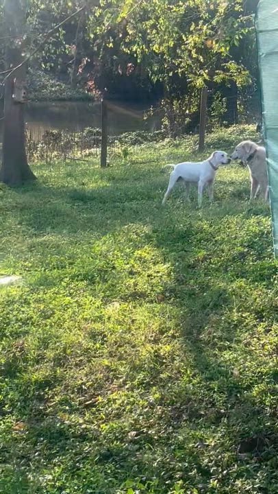 Enlarge Spanky, a Adoptable mixed breed in COVINGTON, WA video 6/6