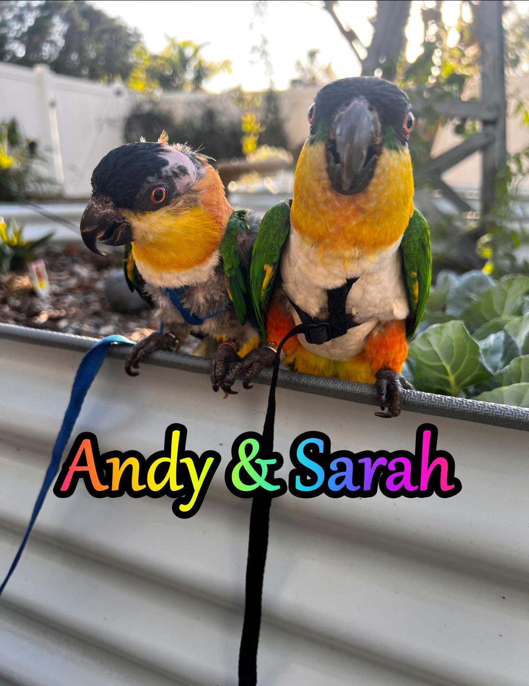 Andy and Sarah, Adoptable, Adult Male Caique.