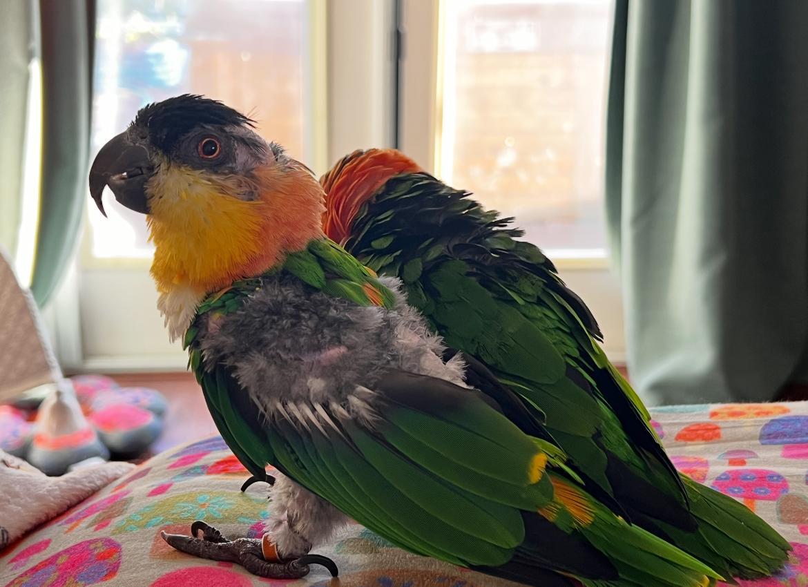 Enlarge Andy and Sarah, a Adoptable Caique in Saint Petersburg, FL image 5/6