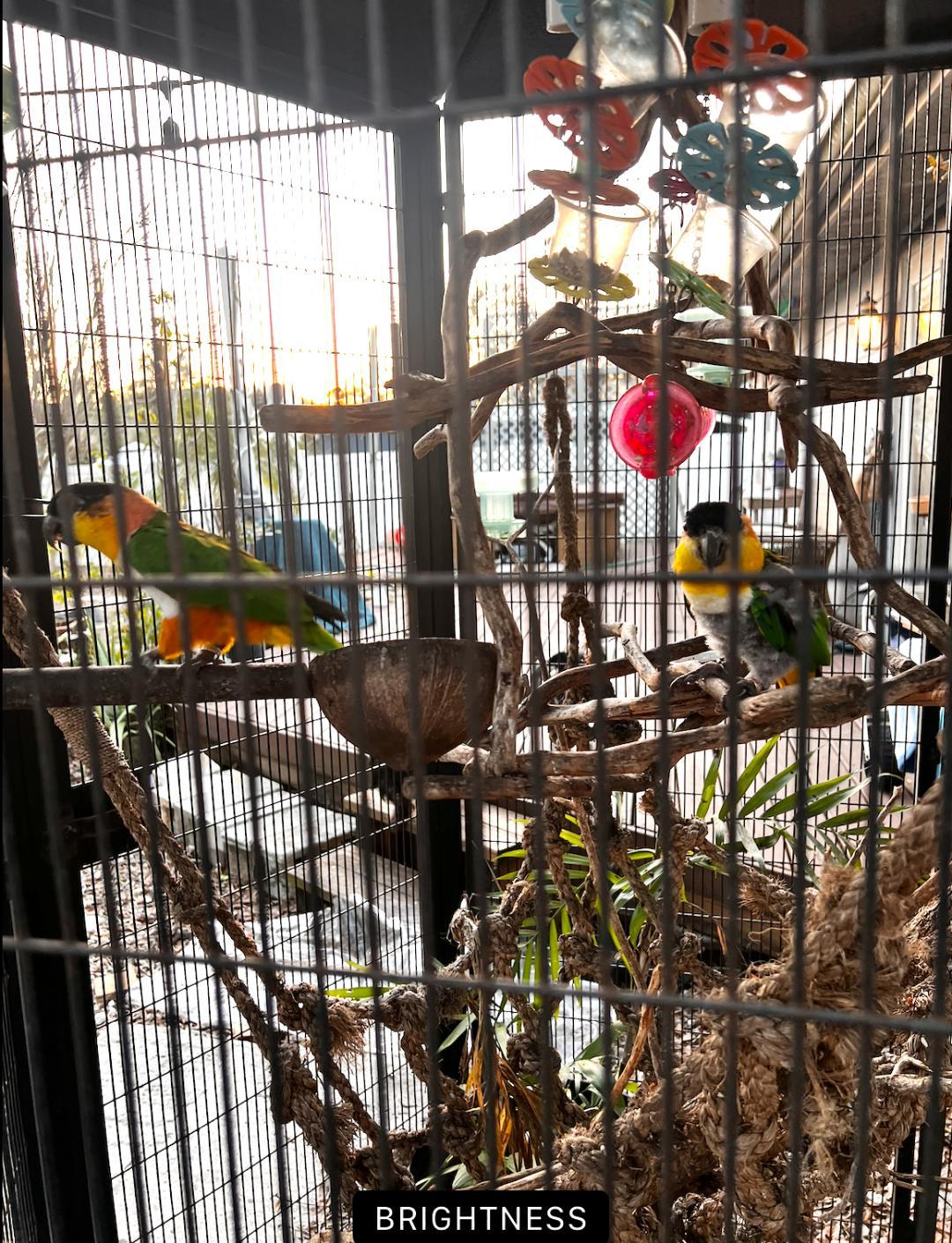 Enlarge Andy and Sarah, a Adoptable Caique in Saint Petersburg, FL image 6/6