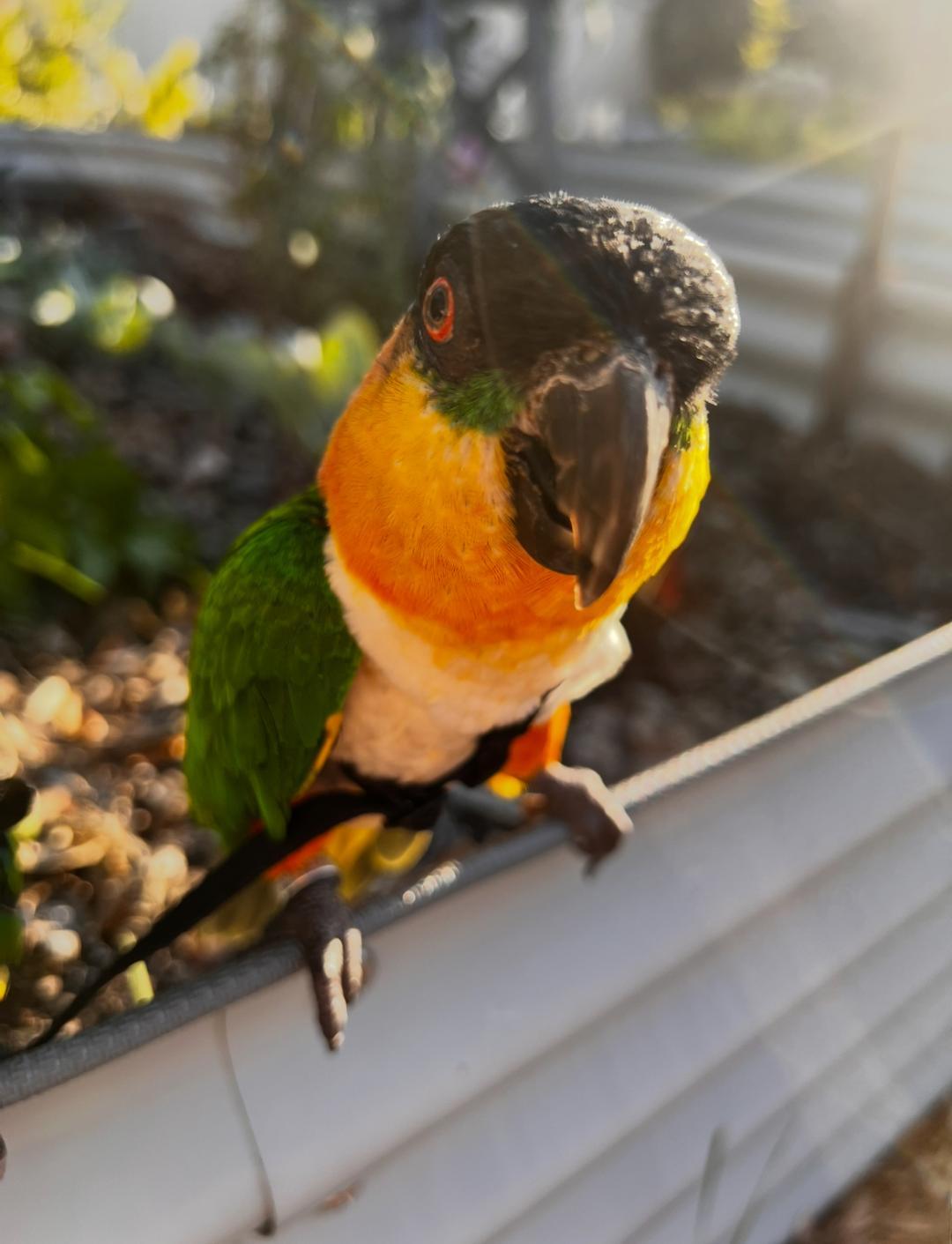 Enlarge Andy and Sarah, a Adoptable Caique in Saint Petersburg, FL image 3/6