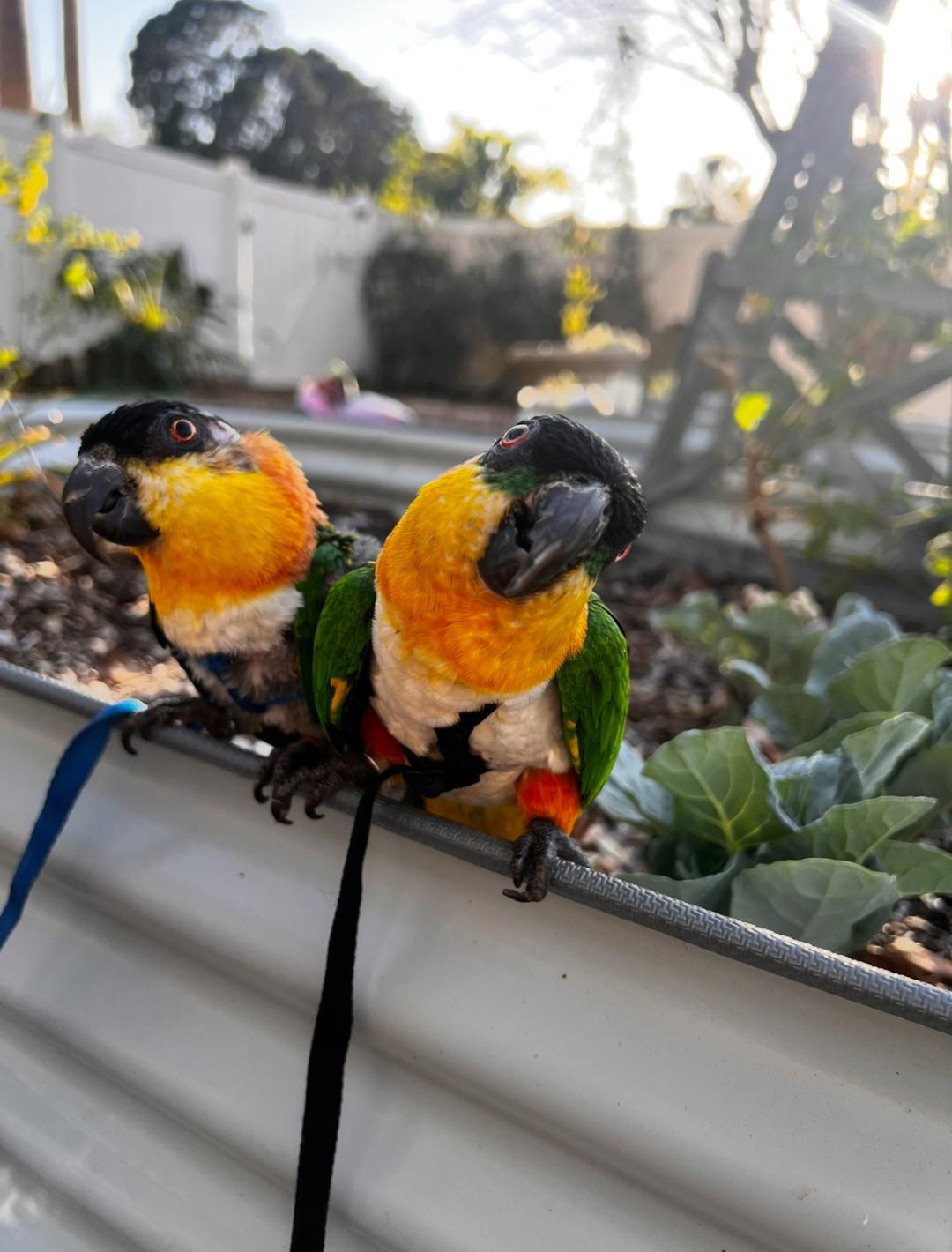 Enlarge Andy and Sarah, a Adoptable Caique in Saint Petersburg, FL image 2/6