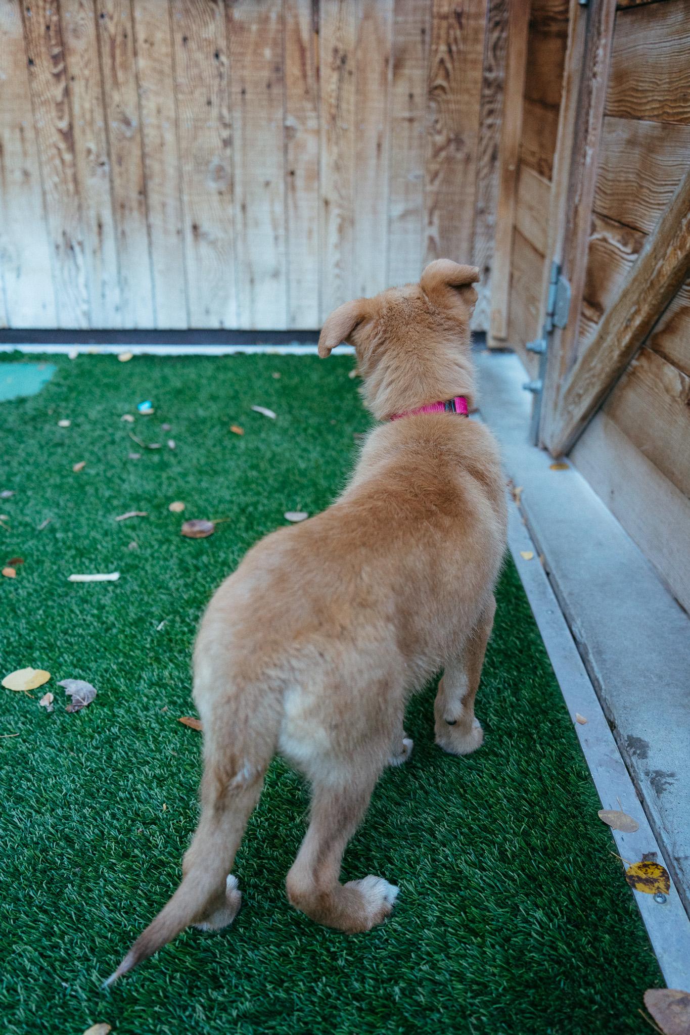 Enlarge Goat, a Adoptable mixed breed in Jackson, WY image 4/5
