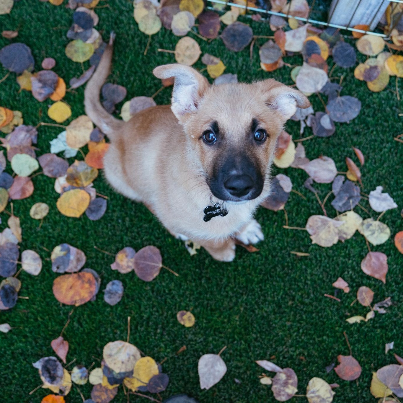 Goat, Adoptable, Puppy Male Shepherd.