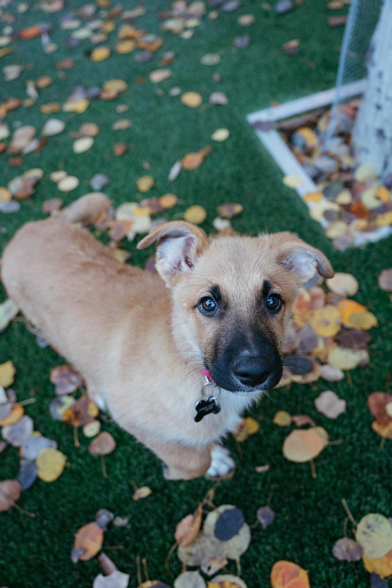 Enlarge Goat, a Adoptable mixed breed in Jackson, WY image 5/5