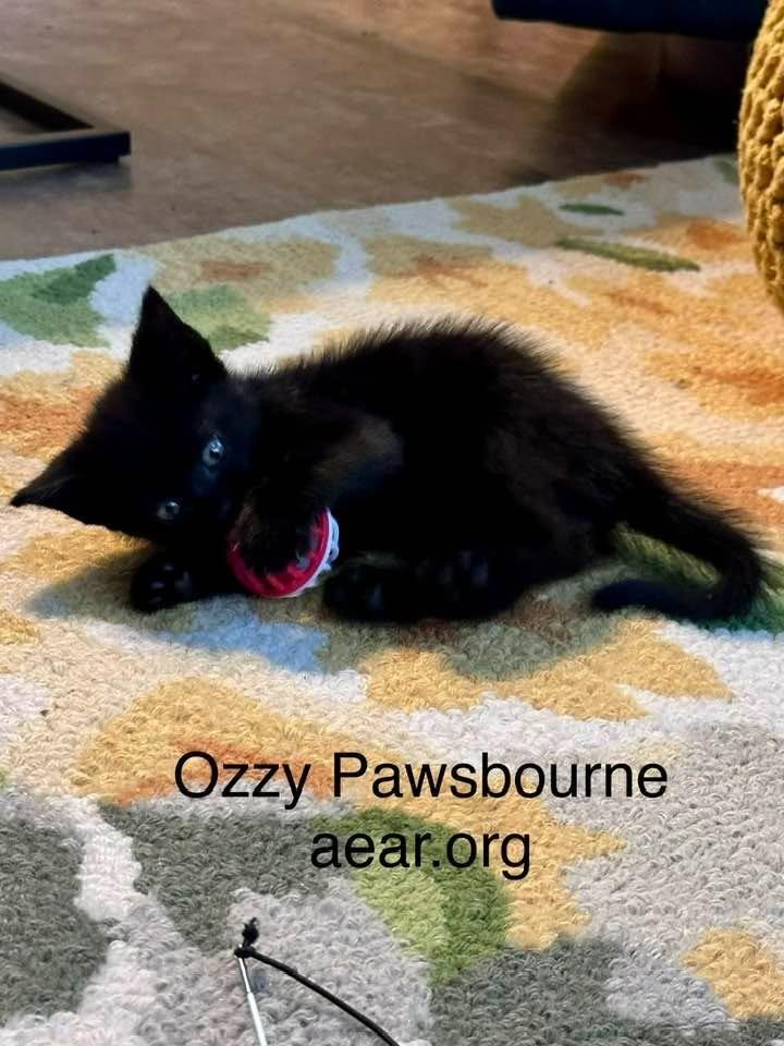 Enlarge Ozzy Pawsborne, a Adoptable mixed breed in Libertyville, IL image 1/6